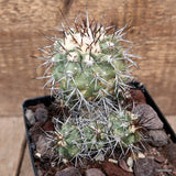 D3739 COPIAPOA PEPIANA V. STRAMINEA pot12-H12-W8 cm MaMa cactus Green Plant