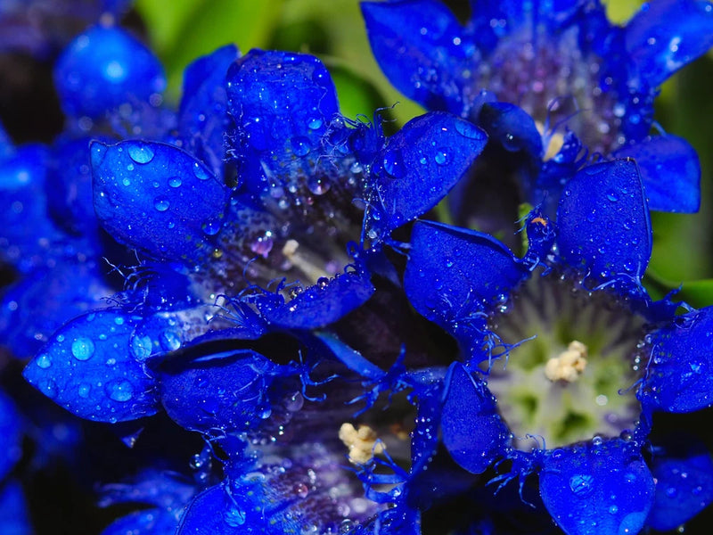 30 Dark Blue NIKITA GENTIAN Gentiana Dahurica Siberian Flower Herb Seeds Flowering Plants