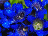 30 Dark Blue NIKITA GENTIAN Gentiana Dahurica Siberian Flower Herb Seeds Flowering Plants