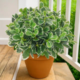 Faux Plants Outdoor Artificial Greenery 6Pcs Faux Greenery for Planters Fake ... Green Plant