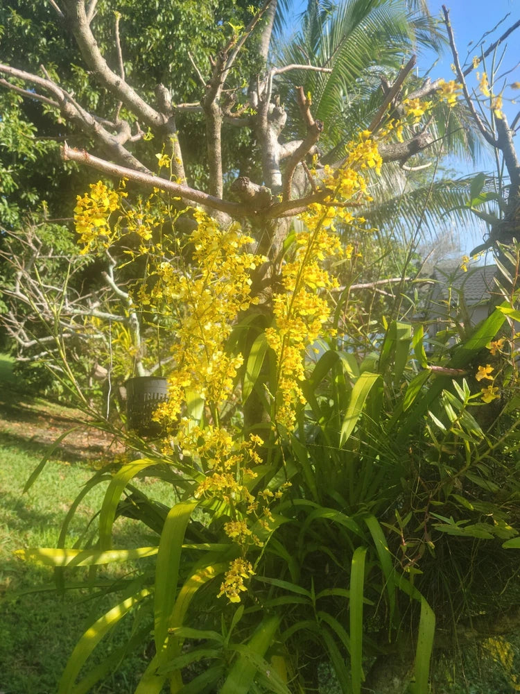 Oncidium Ensatum / Dancing Lady - Golden Shower Exquisite!!!!  - ship bare root Orchids