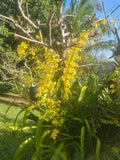 Oncidium Ensatum / Dancing Lady - Golden Shower Exquisite!!!!  - ship bare root Orchids