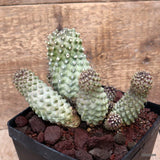 D3596 COPIAPOA TENUISSIMA pot14-H13-W16 cm MaMa Cactus Green Plant
