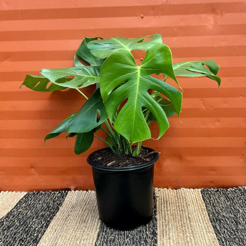 Monstera deliciosa split-leaf plant with green leaves in black pot