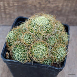 D4284 MAMMILLARIA CAMPTOTRICHA CURVISPINA pot10-H8-W12 cm MaMa Cactus Green Plant