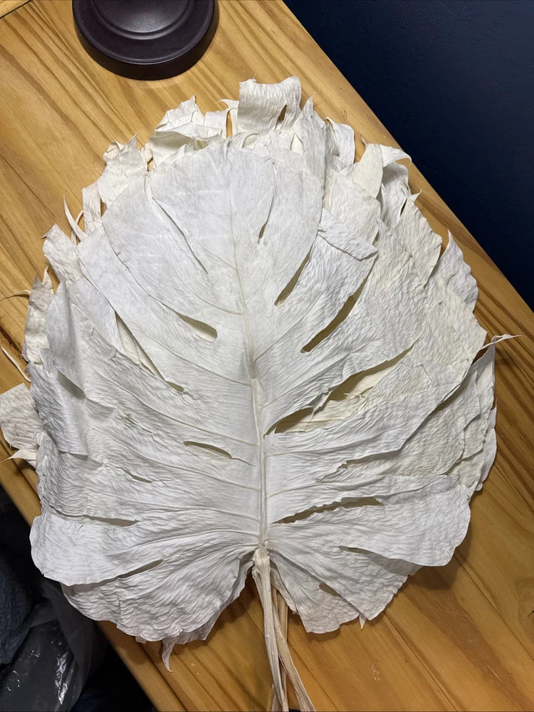Bleached dried monstera leaf with long stems, large veined foliage