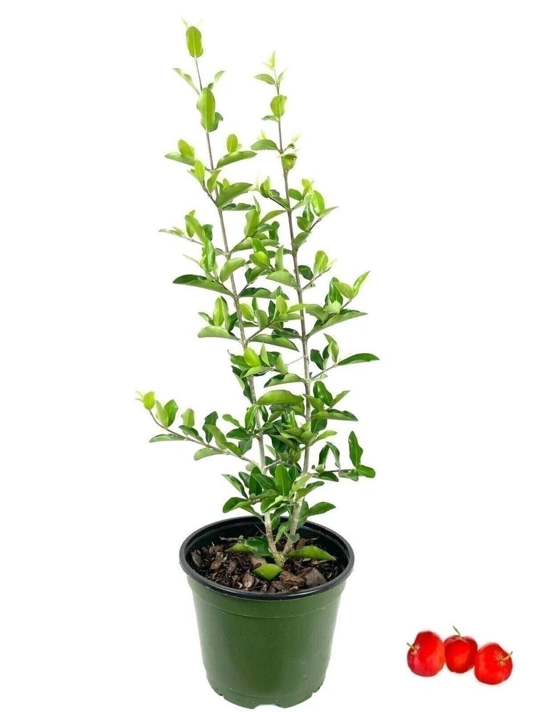 Barbados cherry tree live plant in a 6-inch grower’s pot, green leaves, small red fruit