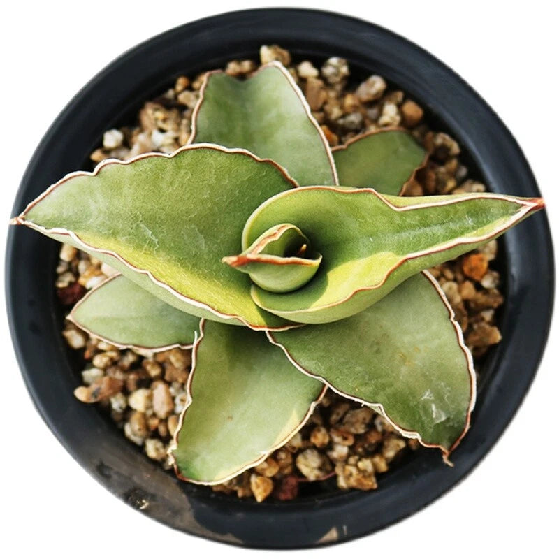 8CM Succulent Plant Sansevieria Ehrenbergii Eagle Beak Home Garden Beautiful Garden Plants