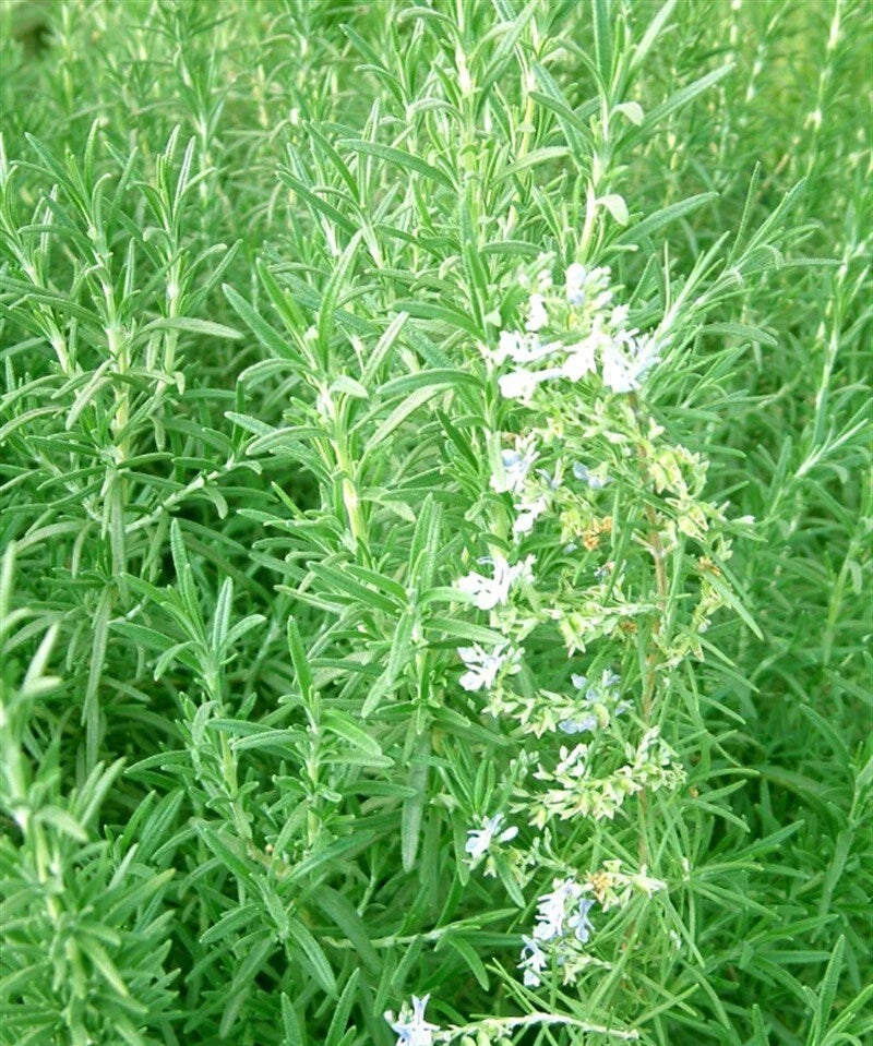 50+Rosemary seeds Evergreen shrub Culinary Perennial Garden Container Herb USA Garden Plants