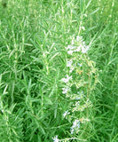 50+Rosemary seeds Evergreen shrub Culinary Perennial Garden Container Herb USA Garden Plants