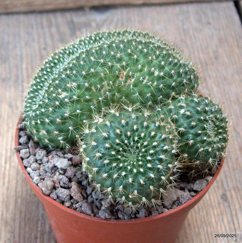 D6699 REBUTIA MINIMA CRESTED pot10-H7-W10 cm MaMa Cactus Green Plant