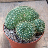D6699 REBUTIA MINIMA CRESTED pot10-H7-W10 cm MaMa Cactus Green Plant