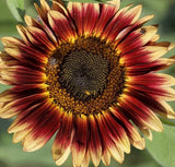 INDIAN BLANKET SUNFLOWER SEEDS 50+ annual FLOWER garden 5-7' helianthus annuus Sunflower