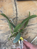 Orchid live Sophronitis grandflora - bare root Orchids
