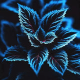 Coleus Seeds Ð Rare Blue, Black, and Green Foliage 50+pcs Ð Unique Garden Accent Garden Plants