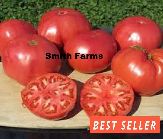 50+ Seeds Big Zac Tomato Hybrid Juicy Easy to Grow Vegetable Garden Garden Plants