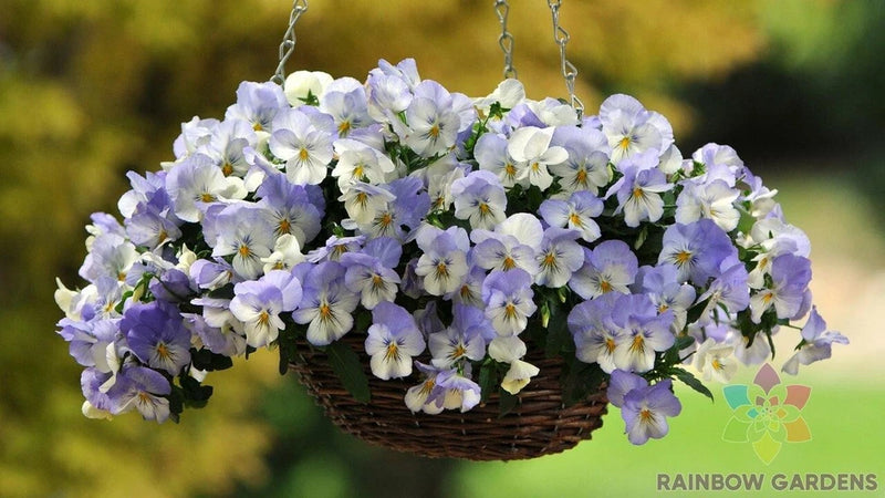 200+ Cool Wave Frost Pansy (Viola) Seeds for Garden - USA - FREE SHIPPING! Garden Plants