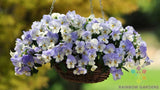200+ Cool Wave Frost Pansy (Viola) Seeds for Garden - USA - FREE SHIPPING! Garden Plants