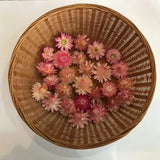 A pack of Assorted Shades of  Pink Strawflowers (dried) ready for use crafting Dried Flower
