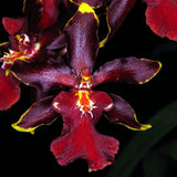 Odcdm. Wildcat 'Bobcat' DEEP RED Orchids