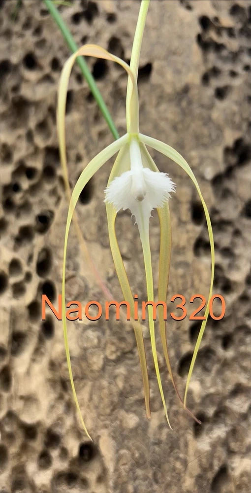 Fragrant bloom orchid with pale yellow-green buds and white fringed flower labellum