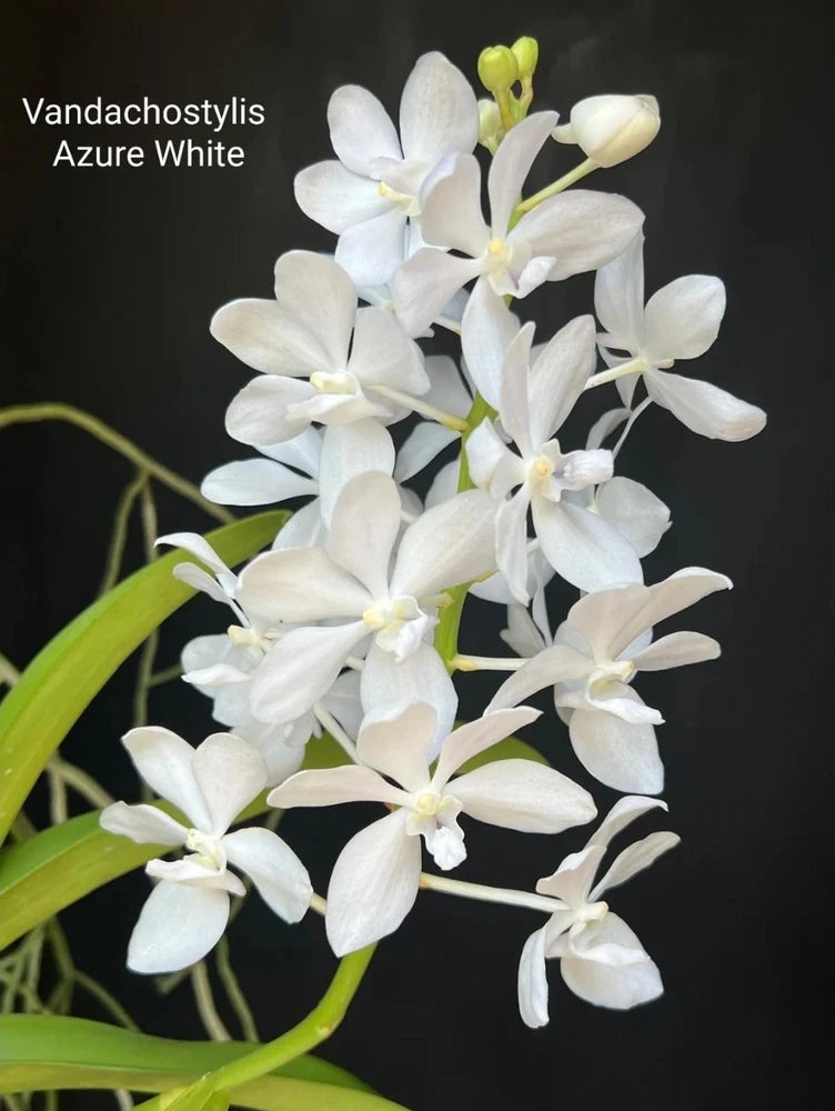 White fragrant orchid blossoms with yellow centers on green leaves