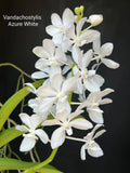 Vandachostylis Azure "Snow Angel"        *Fragrant Orchids