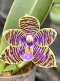 Original Phal Phalaenopsis species luddemanniana var coerulea-FRAGRANT Orchids