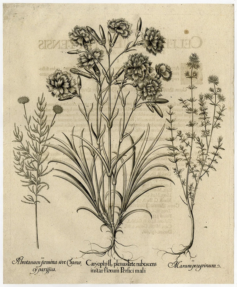 Rare Antique Master Print-CARNATION-THYMUS-LAVENDER-Besler-Custos-1713 Carnation