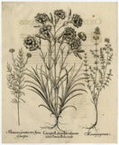 Rare Antique Master Print-CARNATION-THYMUS-LAVENDER-Besler-Custos-1713 Carnation
