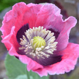 PEPPERBOX POPPY SEEDS 500+ beautiful PINK red ANNUAL flower GARDEN FREE SHIPPING Garden Plants