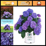 2 Gallon Hydrangea Shrub - Let's Dance Rhythmic Blue, Vibrant Blooms, Easy Care Hydrangea