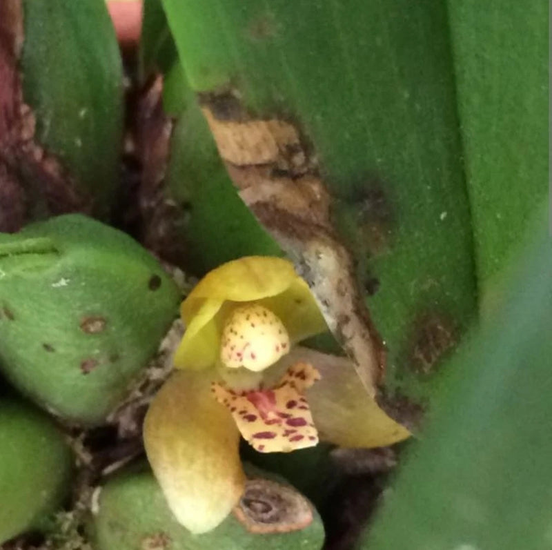 Maxillaria Chacoensis Mini live Blooming size orchid plant Orchids