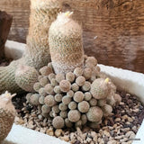 D5516 EPITHELANTHA POLYCEPHALA potX-H11-W11 cm MaMa Cactus Green Plant