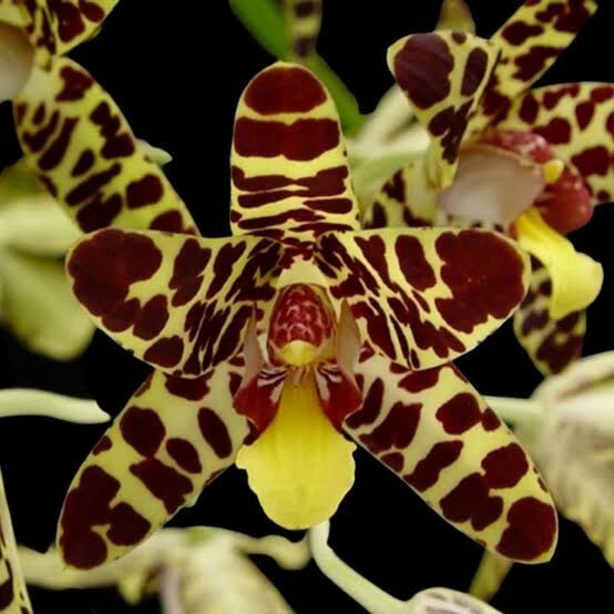 Star-shaped orchid flower with yellow petals and dark maroon spots