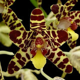 RARE species - Ansellia africana Orchids