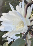 8 Epiphyllum ÒQueen of the NightÓ White Blooming Orchid Cactus Cuttings Orchids