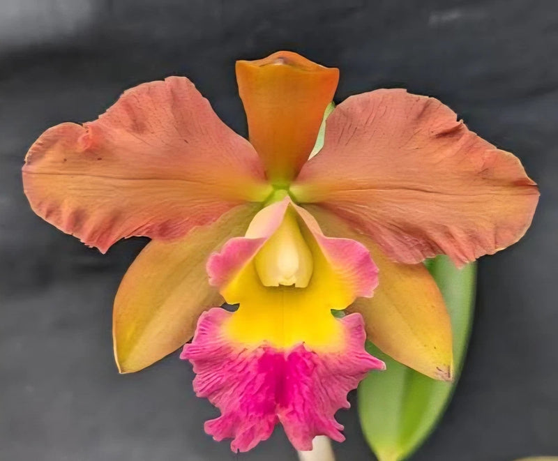 Orange and yellow orchid flower with magenta ruffled center