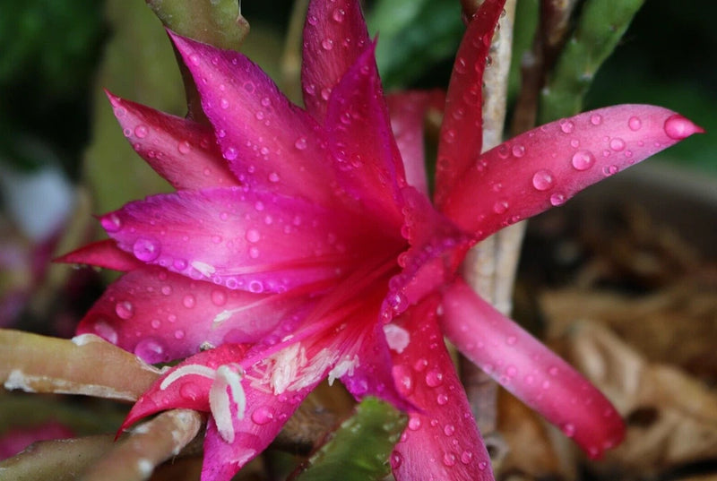 25+ FRESH SEEDS Epiphyllum Orchid Cactus SHIMMER x ADAM MICHAEL free shipping Orchids