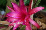 25+ FRESH SEEDS Epiphyllum Orchid Cactus SHIMMER x ADAM MICHAEL free shipping Orchids