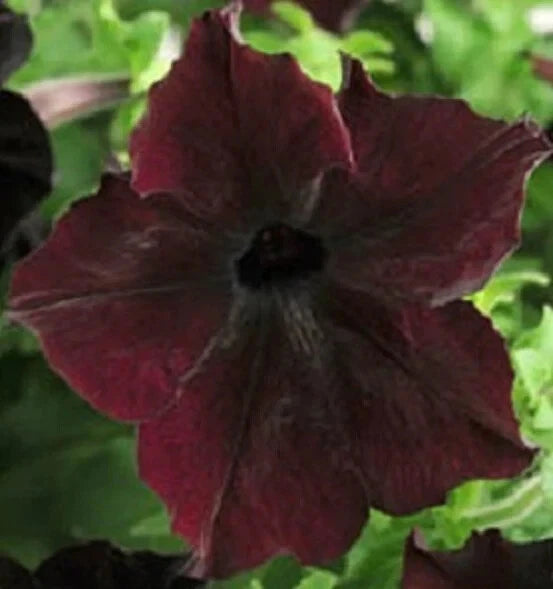 SOPHISTICA Blackberry PETUNIA ~ 15 Pelleted SEEDS Flowering Plants