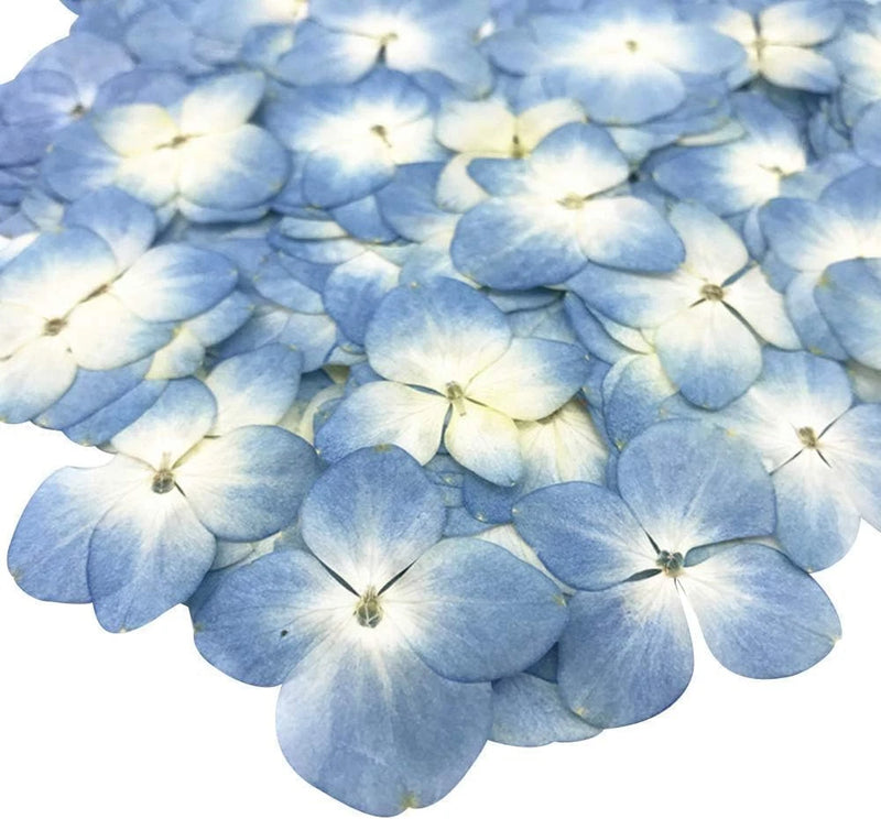 12-piece preserved dried pressed flowers, blue hydrangea-like blooms with pale centers