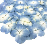 12Pcs Blue Preserved Dried Flowers Plant,Wide Applications Dried Pressed Flowers Dried Flower