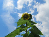 Sunflower Seed: Skyscraper Sunflower Seeds 25+ Seeds  Fresh Seed Sunflower