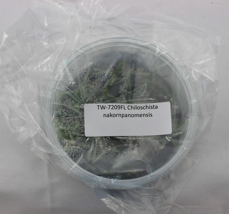 Orchid plant in clear flask, green leaves, TW-7209FHL Chiloschista nakornpanomensis label