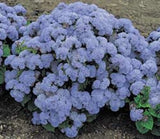 50+ BlueMist Hardy Ageratum / Annual Flower Seeds Flowering Plants
