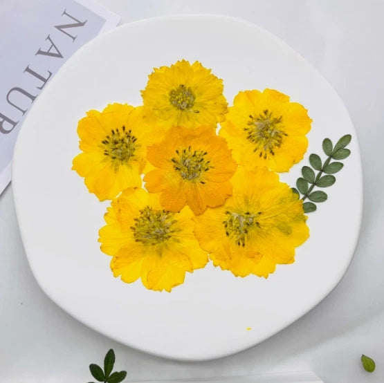 Pressed yellow cosmos flowers set of 6 with small green leaves on white round backing