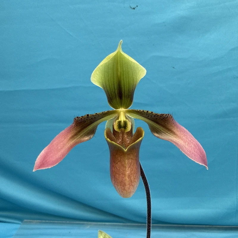 Blooming green and maroon orchid with a brown pouch-like lip