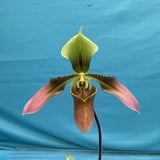 Paphiopedilum appletonianum Blooming Merlot Green Orchid Species 2Ó Pot (IM25) Orchids