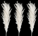Real Pure White Dried Natural Pampas Grass Reed and Jumbo Reed Pampas Grass
